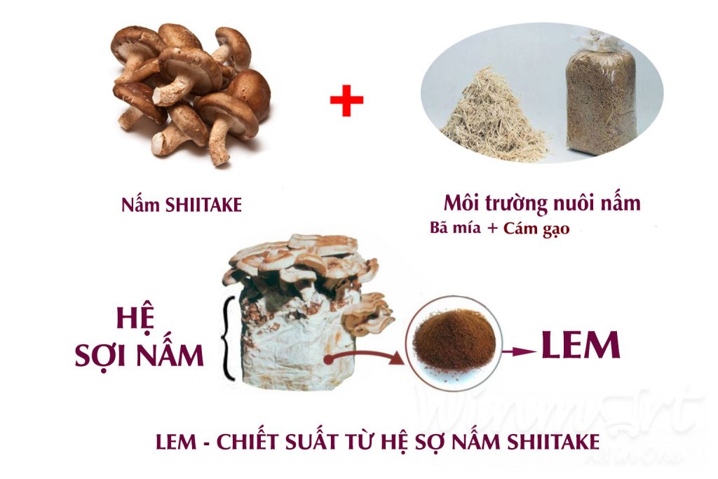 LEM chiết xuất từ hệ sợi nấm Shiitake 1.5g