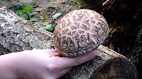 LEM chiết xuất từ hệ sợi nấm Shiitake 1.5g có nhiều công dụng tuyệt vời